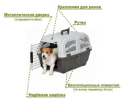 Правила перевозки животных в самолёте | dogstravel.ru