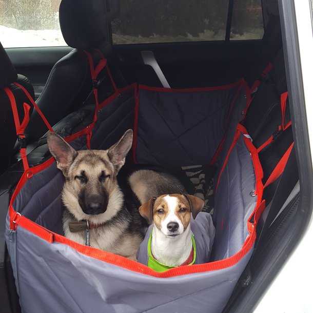 Перевозка собак в машине: правила и рекомендации